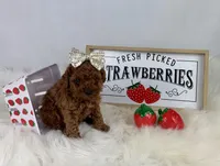 Tiny Toy Red Girl, a female Cavapoo for sale in Pearson, GA – Photo 4 of 9