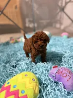 Tiny Toy Red Girl, a female Cavapoo for sale in Pearson, GA – Photo 2 of 9