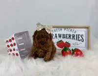 Tiny Toy Red Girl, a female Cavapoo for sale in Pearson, GA – Photo 9 of 9