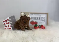 Tiny Toy Red Girl, a female Cavapoo for sale in Pearson, GA – Photo 6 of 9