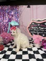 Toy female , a female Cavapoo for sale in Pearson, GA – 2 of 4