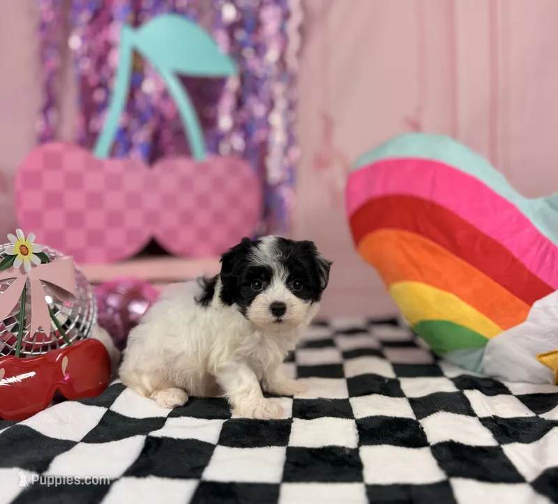 Tiny Parti boy – Maltipoo puppy for sale in Pearson, GA