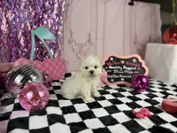 Micro male , a male Maltese for sale in Pearson, GA – 3 of 4