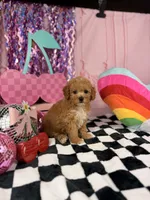Apricot Toy Boy , a male Cavapoo for sale in Pearson, GA – 4 of 4