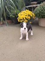 Brindle boy, a female Boston Terrier for sale in Pearson, GA – 4 of 4