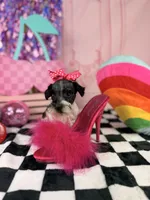 Toy black and white Parti , a female Miniature Schnauzer for sale in Pearson, GA – 2 of 4