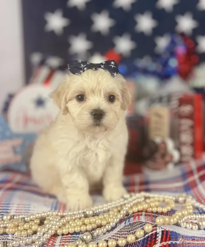 Toy Aussiedoodle girl – Poodle - Toy , Toy Australian Shepherd puppy for sale in Pearson, GA