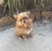 Merle boy, a male Pomeranian for sale in Pearson, GA – Photo 3 of 5