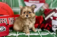 Merle boy, a male Pomeranian for sale in Pearson, GA – Photo 1 of 5