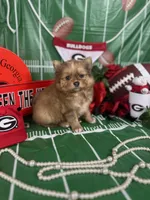 Merle boy, a male Pomeranian for sale in Pearson, GA – Photo 5 of 5