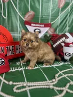 Merle boy, a male Pomeranian for sale in Pearson, GA – Photo 4 of 5