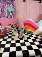 Toy Merle girl , a female Miniature Schnauzer for sale in Pearson, GA – 4 of 4