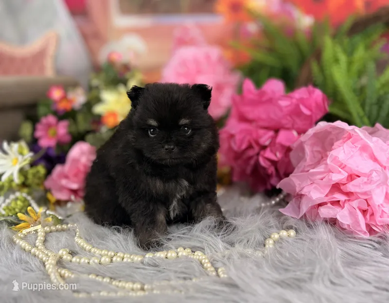 Male Pom  – Pomeranian puppy for sale in Pearson, GA