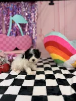 Tiny Parti boy, a male Maltipoo for sale in Pearson, GA – 3 of 4