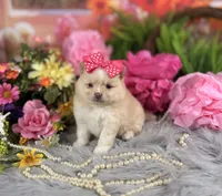 Cream Girl , a female Pomeranian for sale in Pearson, GA – 1 of 5