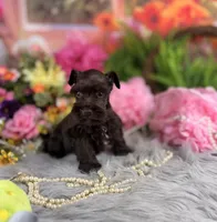 Tiny Chocolate boy, a male Miniature Schnauzer for sale in Pearson, GA – 1 of 3