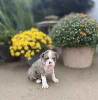 Merle male, a male Boston Terrier for sale in Pearson, GA – 3 of 4