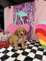 Mini Male , a male Cavapoo for sale in Pearson, GA – 4 of 4