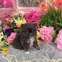 Tiny Blue boy , a male Pomeranian for sale in Pearson, GA – 2 of 4
