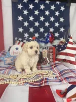 Toy Aussiedoodle girl, a female Poodle - Toy  and Toy Australian Shepherd for sale in Pearson, GA – 5 of 5