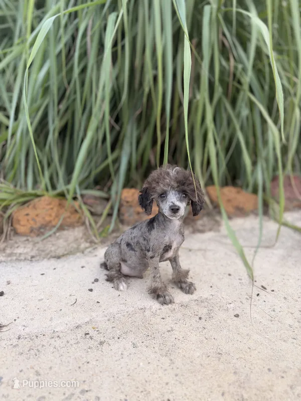 Tcup Merle Male  – Poodle - Toy  puppy for sale in Pearson, GA