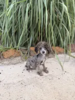 Tcup Merle Male , a male Poodle - Toy  for sale in Pearson, GA – 1 of 6