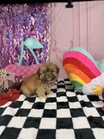 Liver Imperial Male, a male Shih Tzu for sale in Pearson, GA – 4 of 4