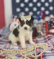 Toy Aussie girl, a female Toy Australian Shepherd for sale in Pearson, GA – 3 of 4