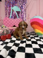 Mini red Boy , a male Cavapoo for sale in Pearson, GA – 4 of 4
