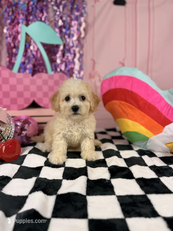 Ivory Toy Boy – Cavapoo puppy for sale in Pearson, GA