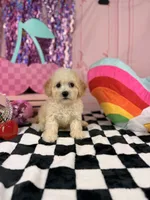 Ivory Toy Boy, a male Cavapoo for sale in Pearson, GA – 1 of 3