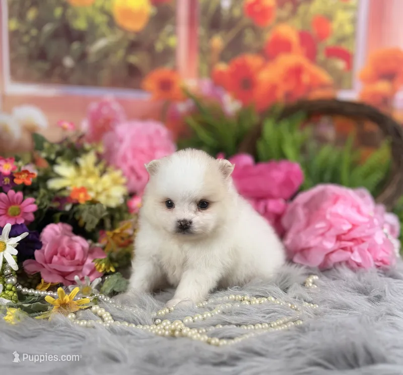 Cream Boy – Pomeranian puppy for sale in Pearson, GA