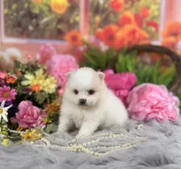 Cream Boy, a male Pomeranian for sale in Pearson, GA – 1 of 5