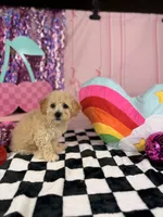 Cream Toy Boy , a male Cavapoo for sale in Pearson, GA – 4 of 4