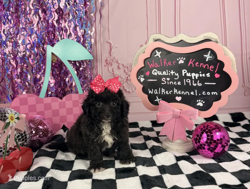 Toy Girl – Cavapoo puppy for sale in Pearson, GA