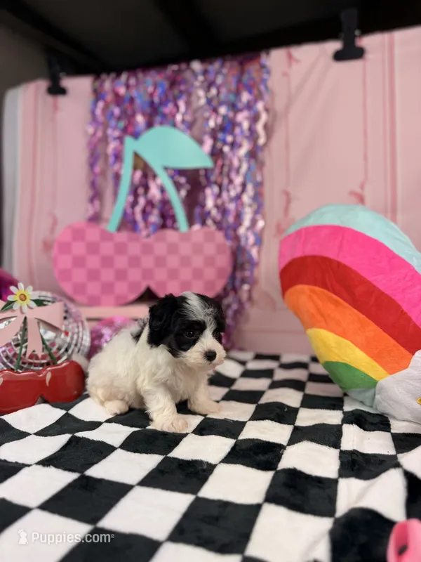 Tiny Parti boy – Maltipoo puppy for sale in Pearson, GA