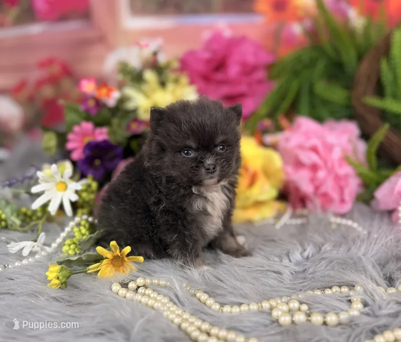 Tiny Blue boy  – Pomeranian puppy for sale in Pearson, GA