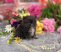 Tiny Blue boy , a male Pomeranian for sale in Pearson, GA – 1 of 4