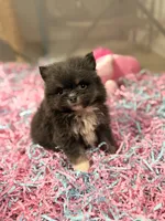 Tiny Blue boy , a male Pomeranian for sale in Pearson, GA – 3 of 4