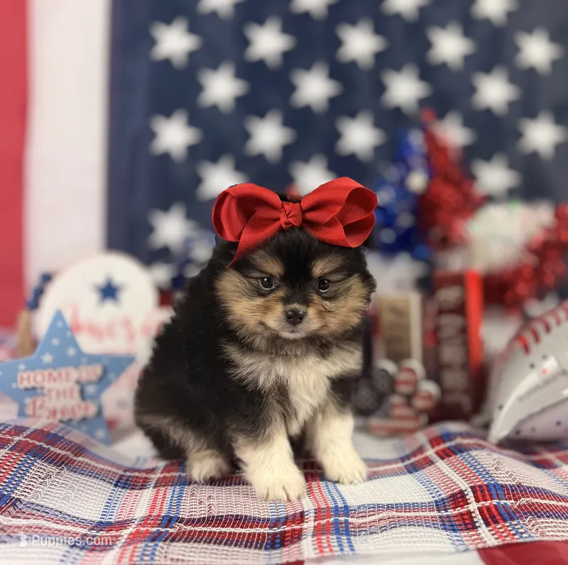 Tri female  – Pomeranian puppy for sale in Pearson, GA