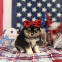 Tri female , a male Pomeranian for sale in Pearson, GA – 1 of 4