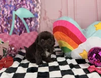 Tiny Chocolate male , a male Shih Tzu for sale in Pearson, GA – 2 of 2
