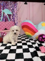 Tiny ivory boy, a male Maltipoo for sale in Pearson, GA – 3 of 4