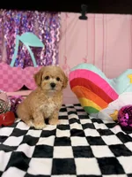 Apricot male Toy, a male Cavapoo for sale in Pearson, GA – 3 of 4
