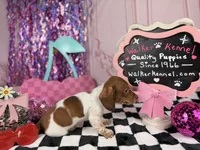 Blue eyed Red Piebald, a male Miniature Dachshund for sale in Pearson, GA – 4 of 4