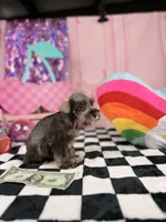 Toy liver pepper boy, a male Miniature Schnauzer for sale in Pearson, GA – 2 of 4