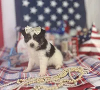 Toy Aussie girl, a female Toy Australian Shepherd for sale in Pearson, GA – 4 of 4
