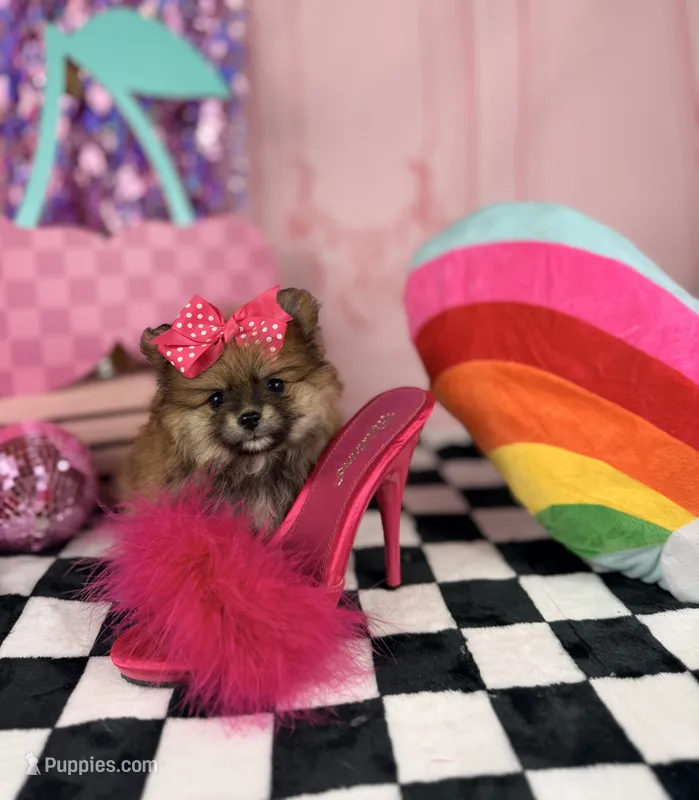 Tiny sable girl  – Pomeranian puppy for sale in Pearson, GA