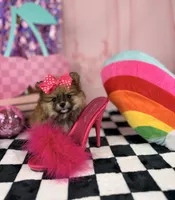Tiny sable girl , a female Pomeranian for sale in Pearson, GA – 1 of 5
