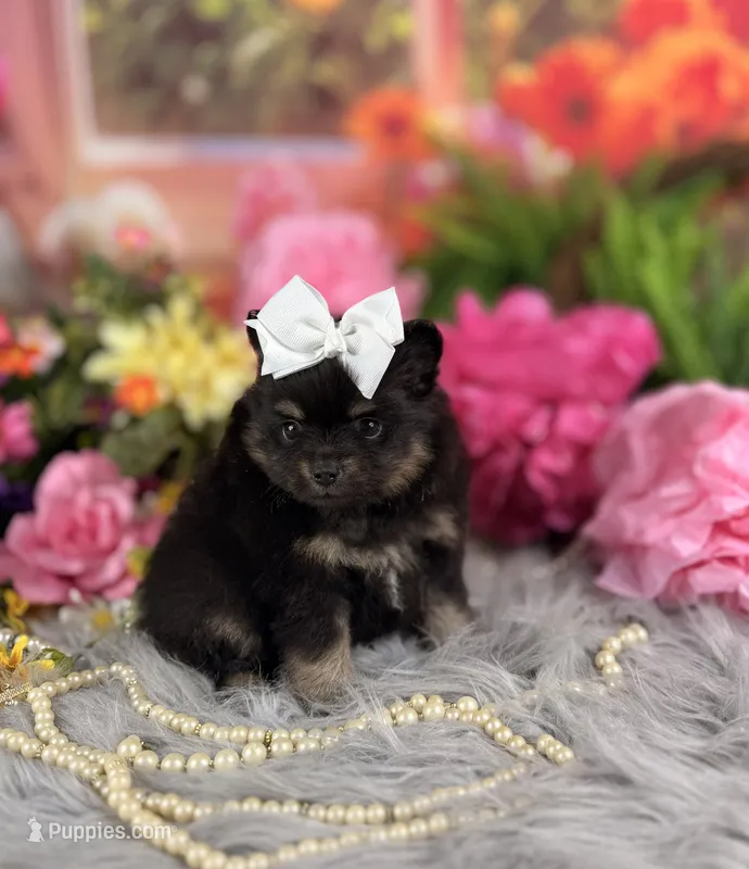 Baby girl pom – Pomeranian puppy for sale in Pearson, GA